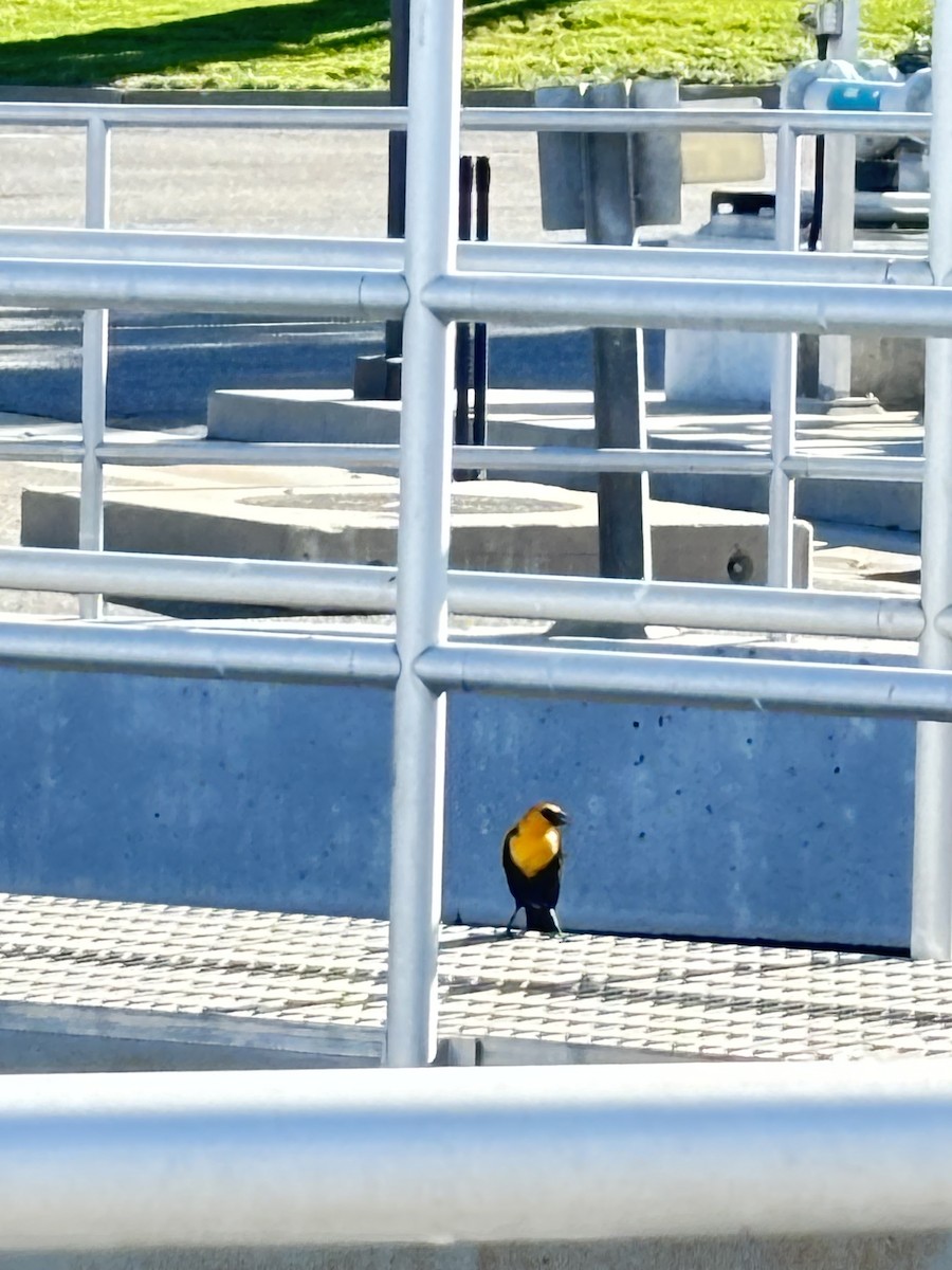 Yellow-headed Blackbird - ML617203826