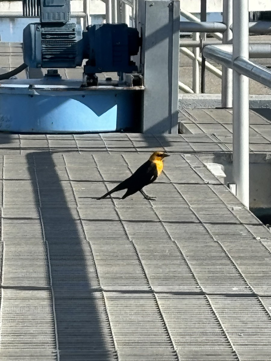 Yellow-headed Blackbird - ML617203827