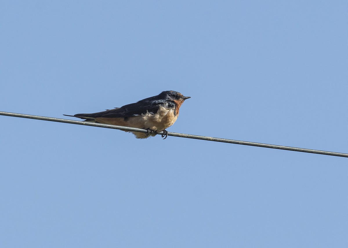 Barn Swallow - ML617203854