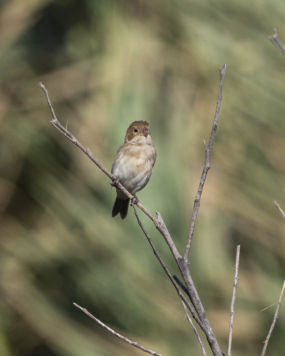 Chestnut-throated Seedeater - ML617203869