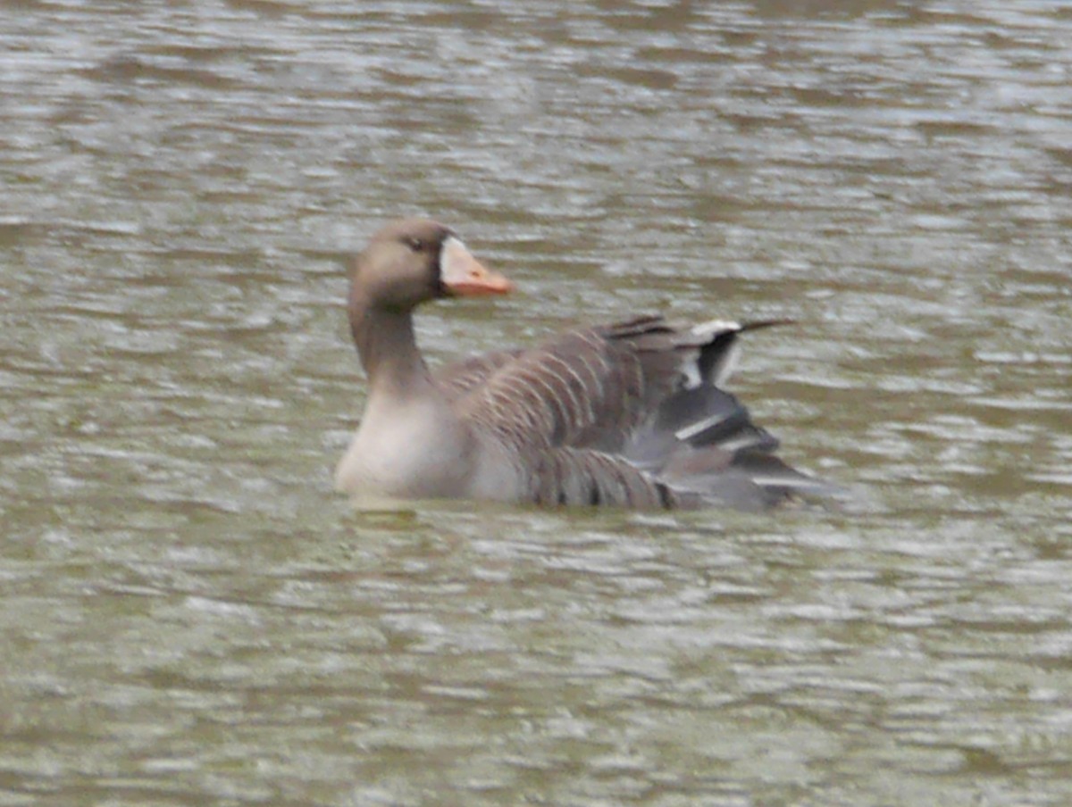 Greater White-fronted Goose - ML617203874