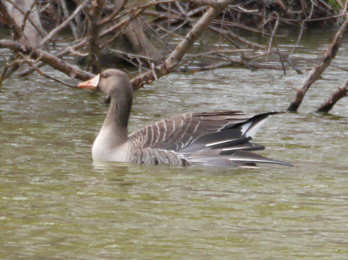 Greater White-fronted Goose - ML617203875