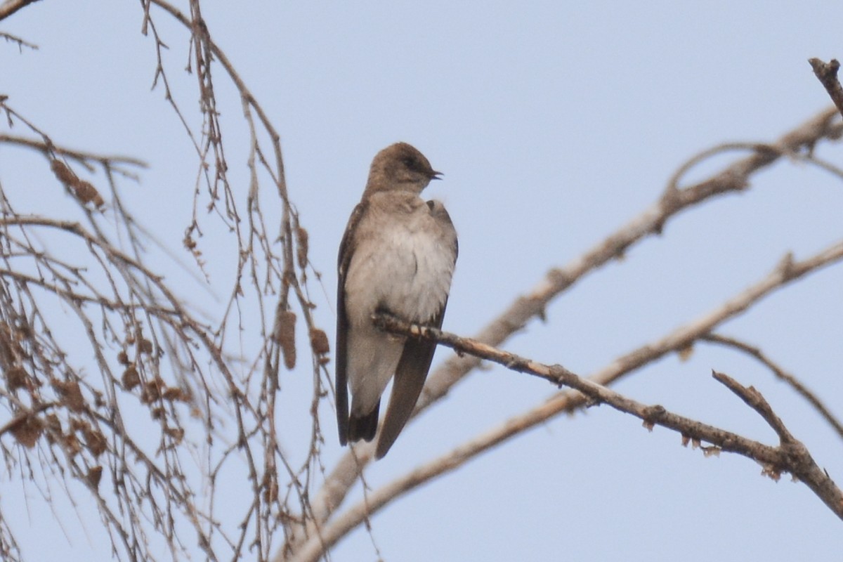 Northern Rough-winged Swallow - Jax Nasimok