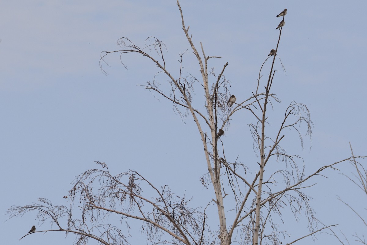 Northern Rough-winged Swallow - Jax Nasimok