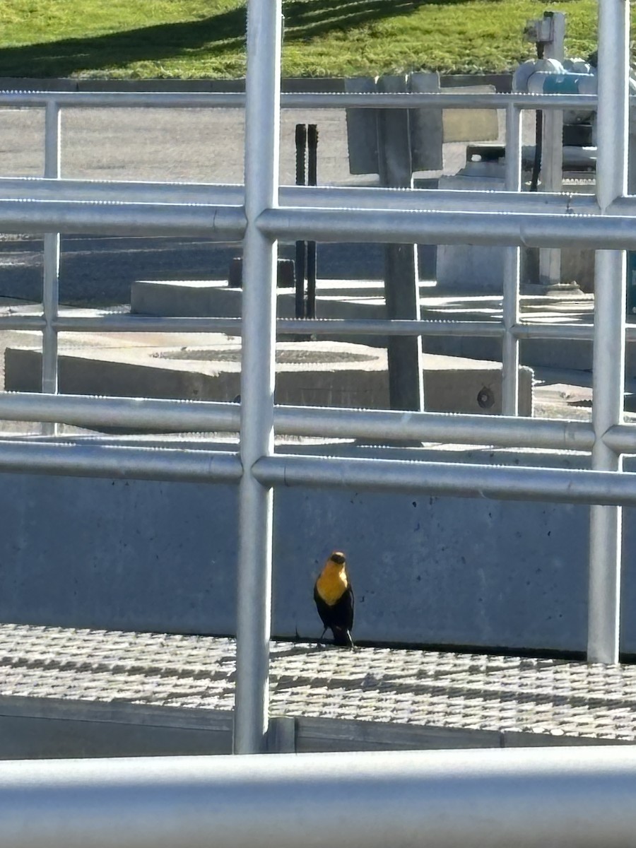 Yellow-headed Blackbird - ML617203950