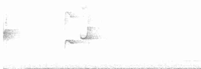 Graubauch-Dickichtschlüpfer - ML617204073