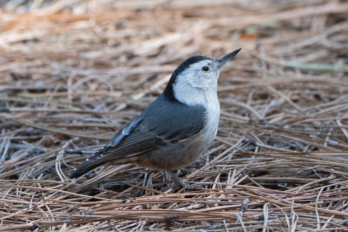 White-breasted Nuthatch - ML617204097