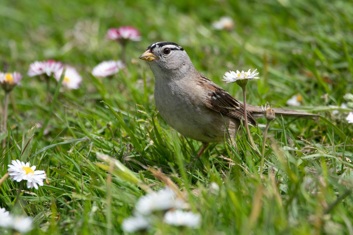 White-crowned Sparrow (Yellow-billed) - ML617204155