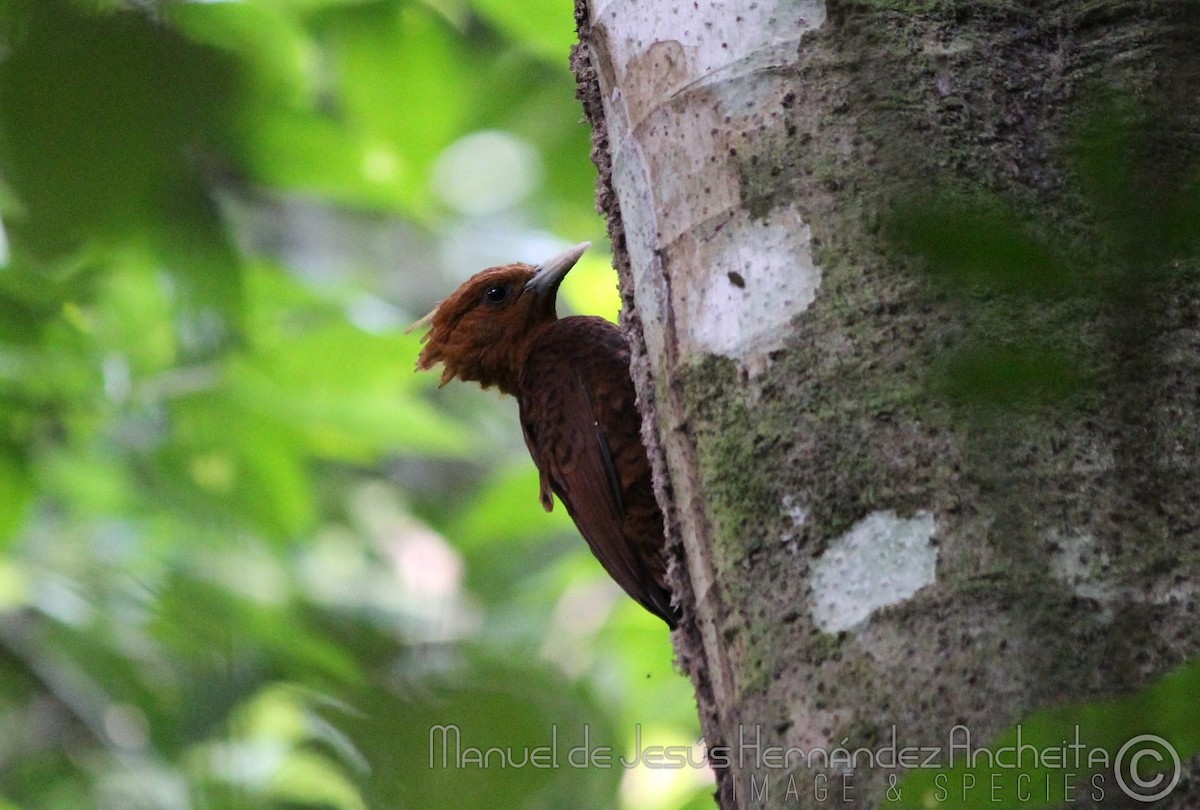 Chestnut-colored Woodpecker - ML617204158