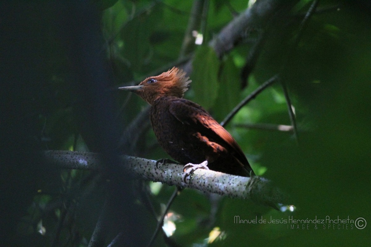 Chestnut-colored Woodpecker - Manuel de Jesus Hernandez Ancheita