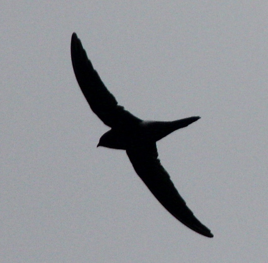 Pacific Swift - Anonymous