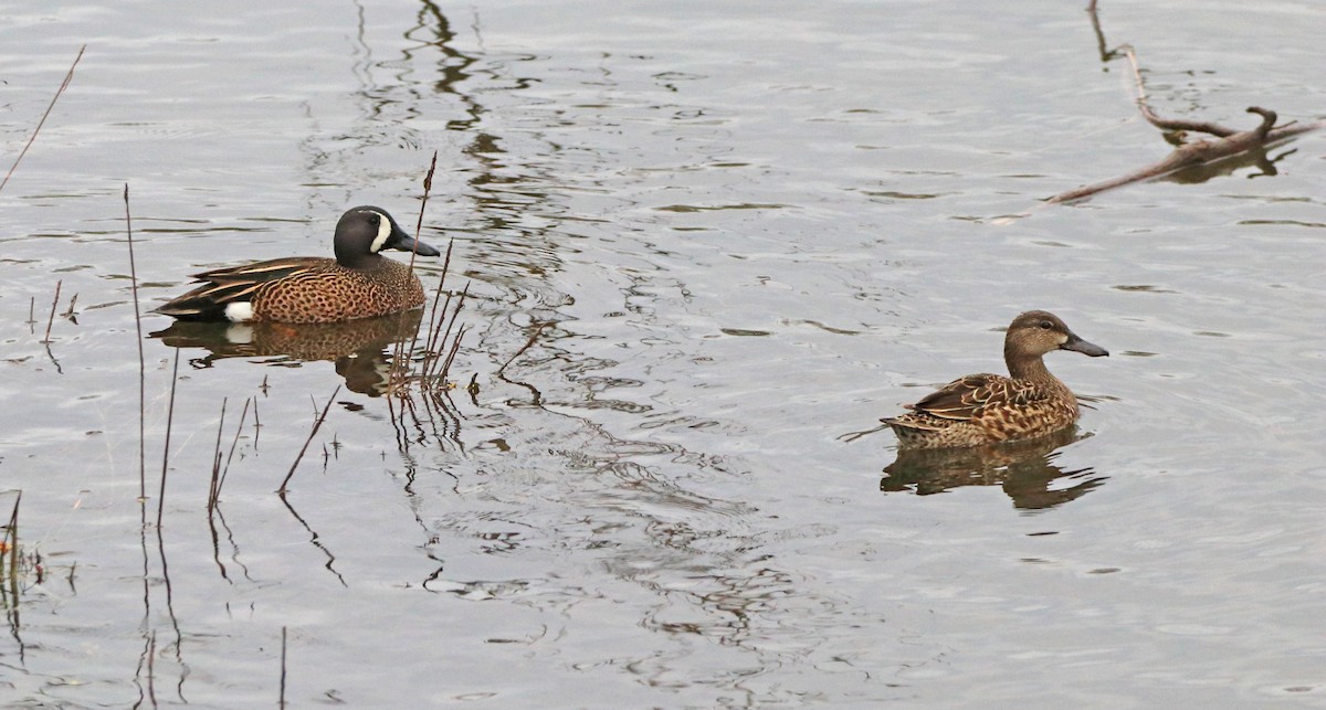 Blue-winged Teal - ML617204169