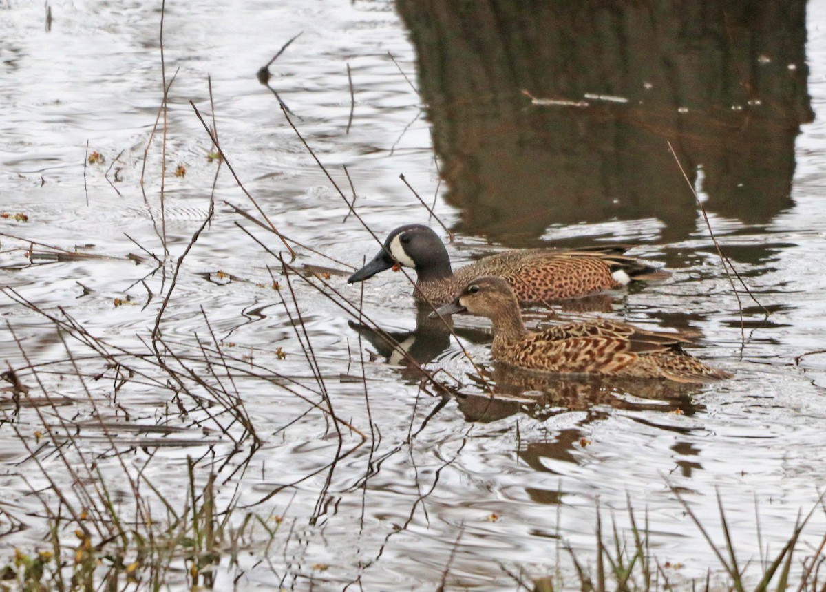 Blue-winged Teal - ML617204173
