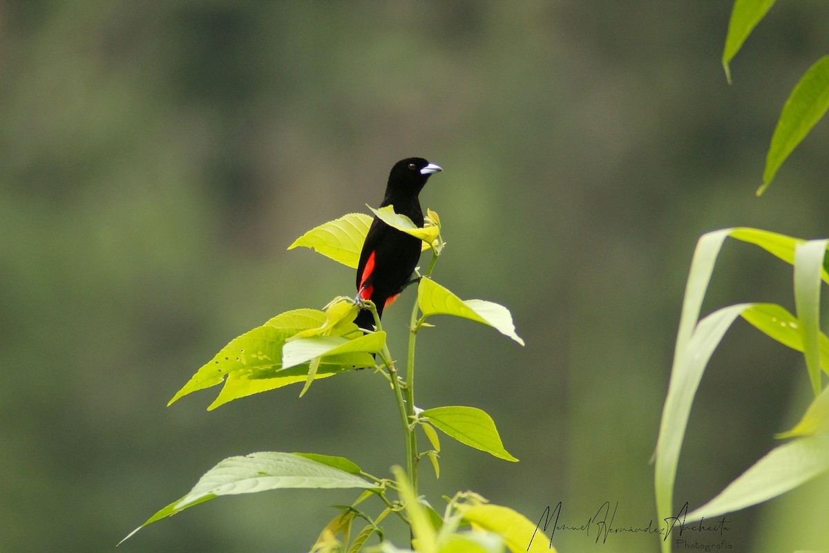 Scarlet-rumped Tanager - ML617204199