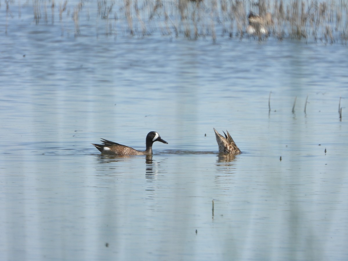 Blue-winged Teal - ML617204229