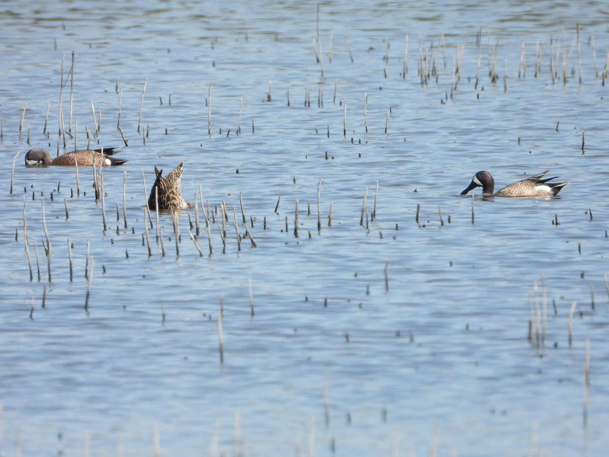 Blue-winged Teal - ML617204235