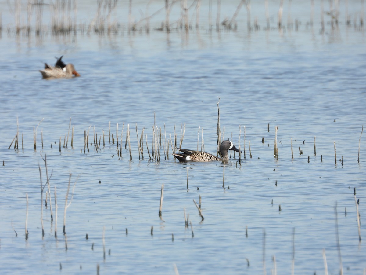 Blue-winged Teal - ML617204237