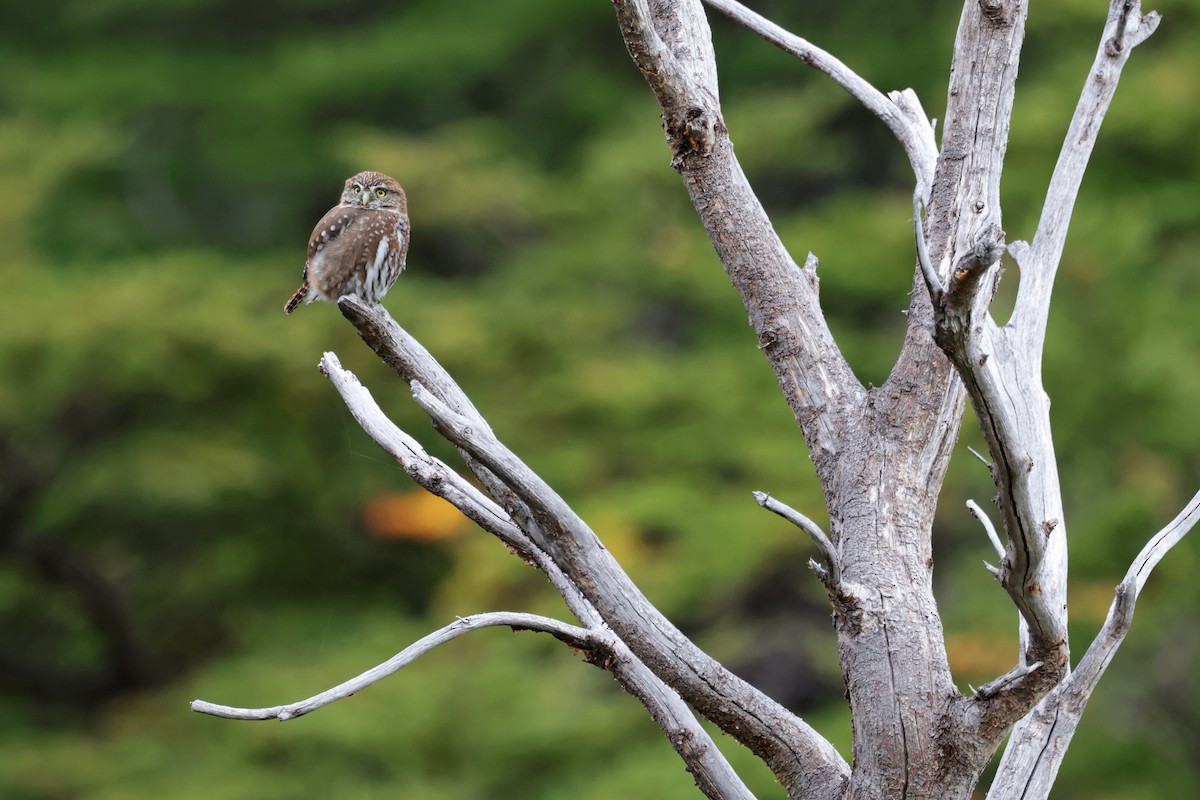 Austral Pygmy-Owl - Nathan Wall