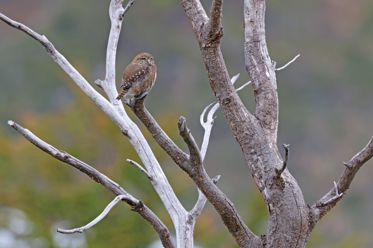 Austral Pygmy-Owl - ML617204284