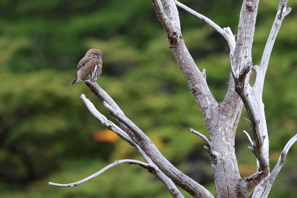 Austral Pygmy-Owl - ML617204294