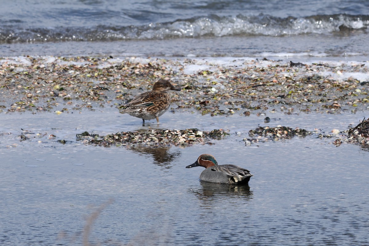Green-winged Teal - ML617204314