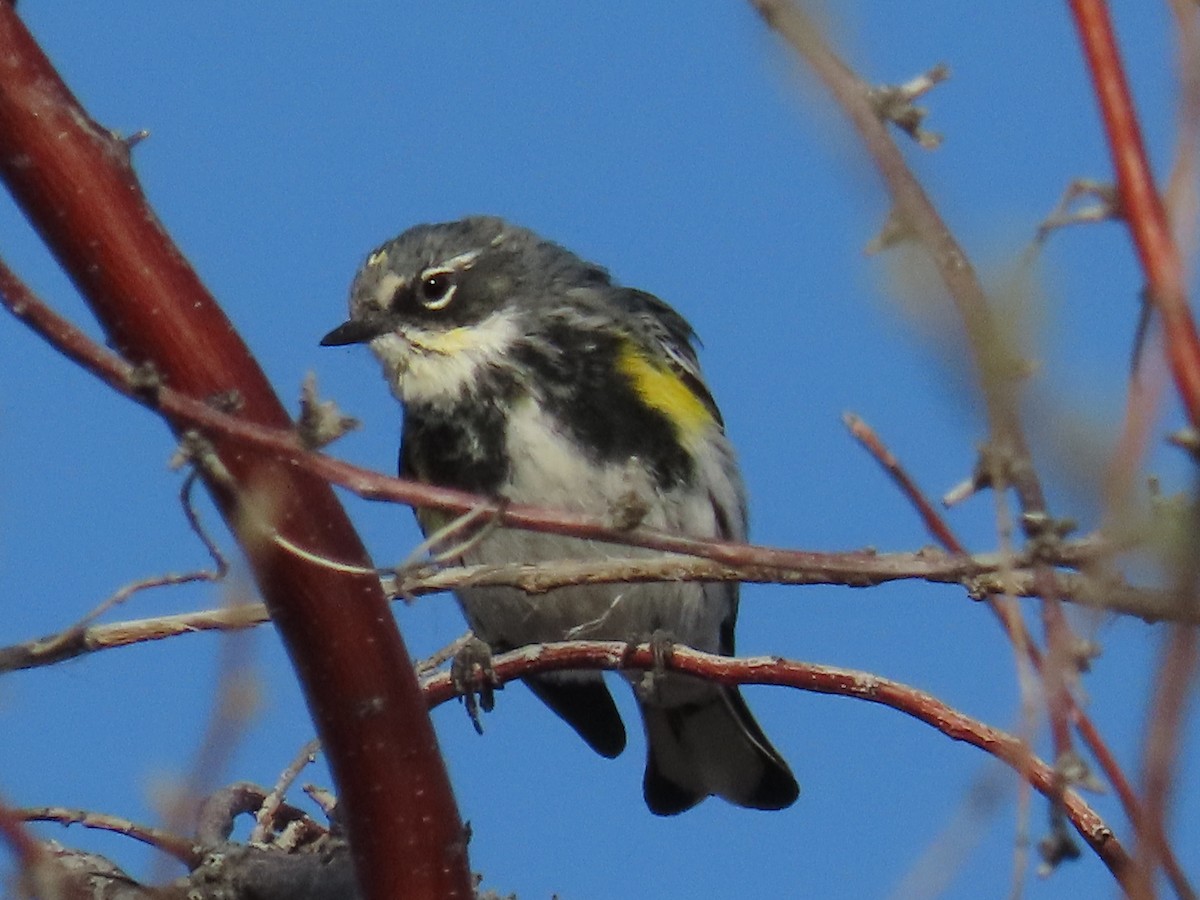 Yellow-rumped Warbler (Myrtle x Audubon's) - ML617204431