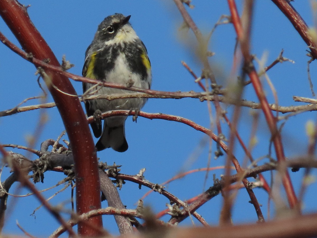 Yellow-rumped Warbler (Myrtle x Audubon's) - ML617204432