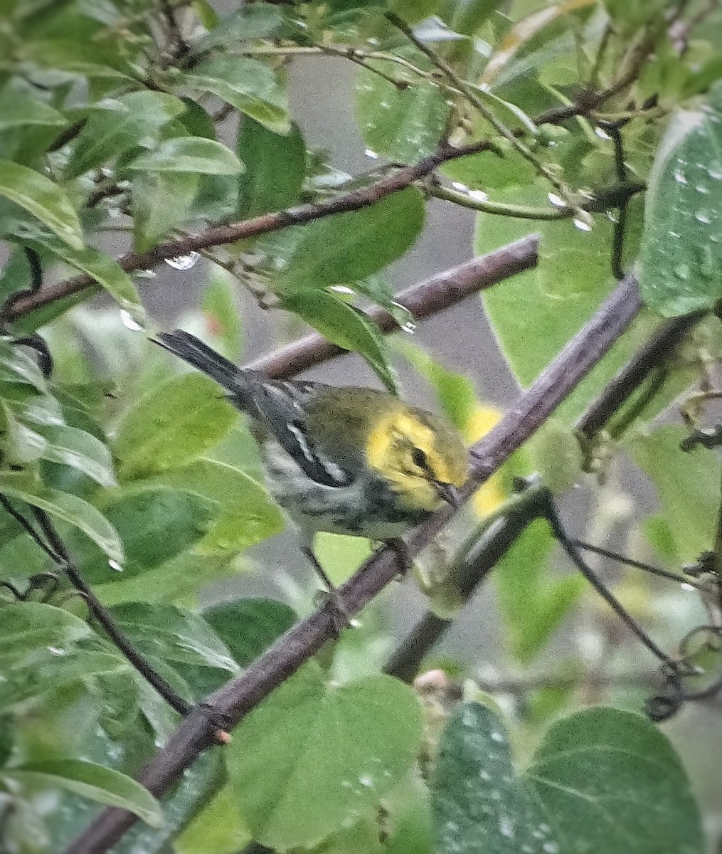 Black-throated Green Warbler - ML617204434