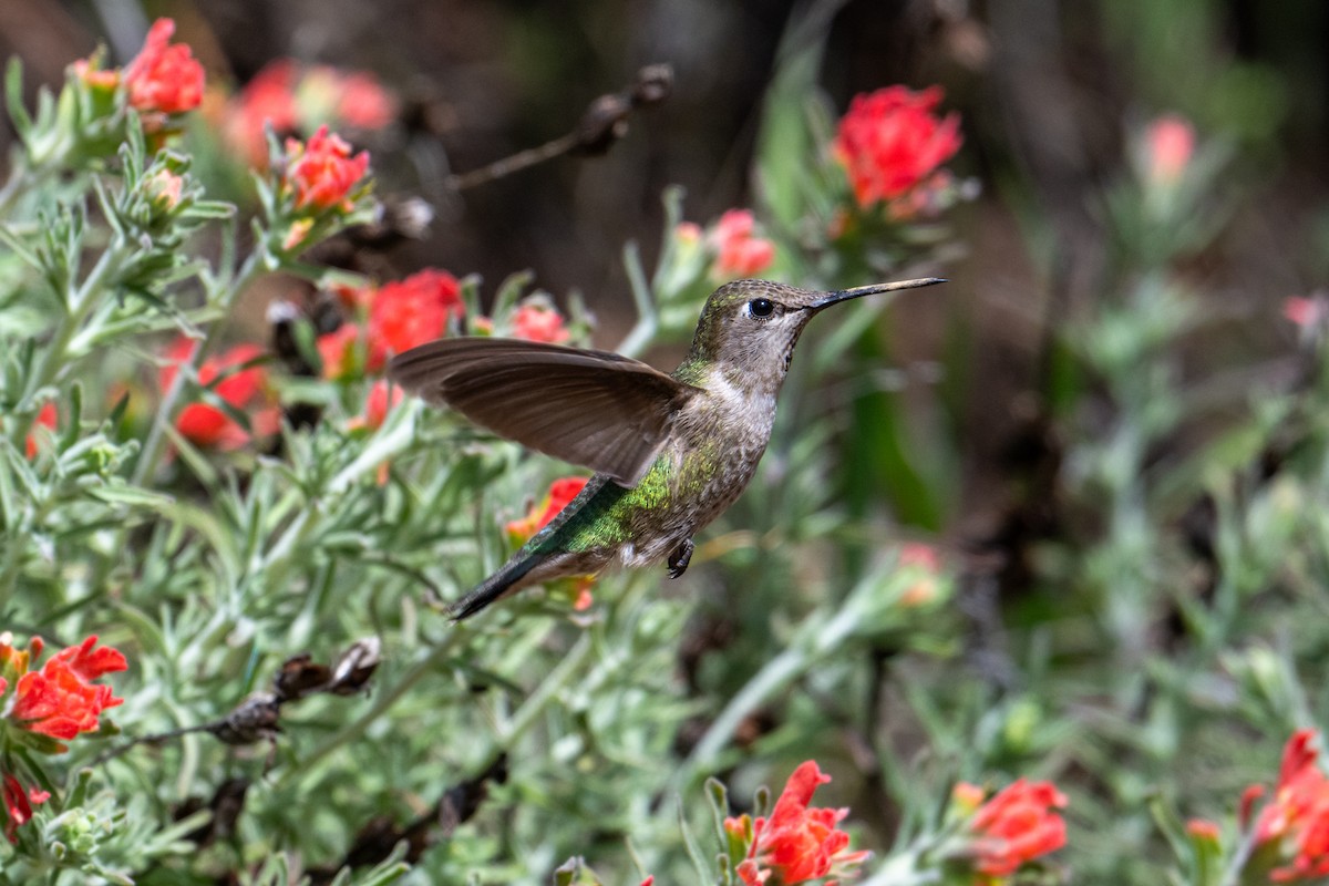 Anna's Hummingbird - ML617204501