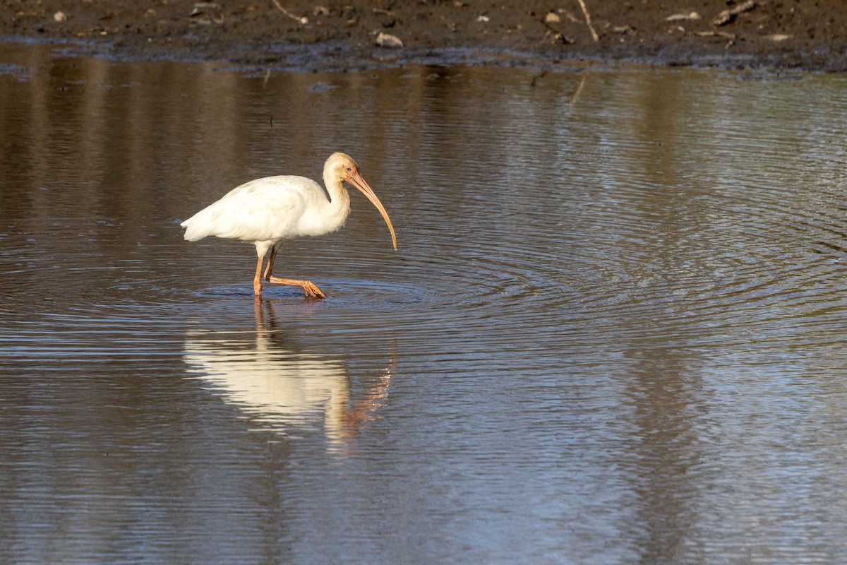 eBird Checklist - 10 Apr 2024 - White Ibis Private Property - 6 species