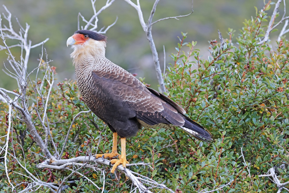 Crested Caracara (Southern) - ML617204636