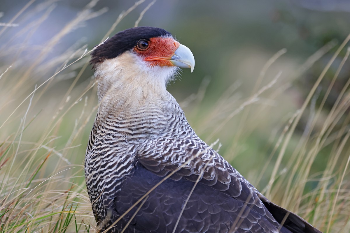 Crested Caracara (Southern) - ML617204657