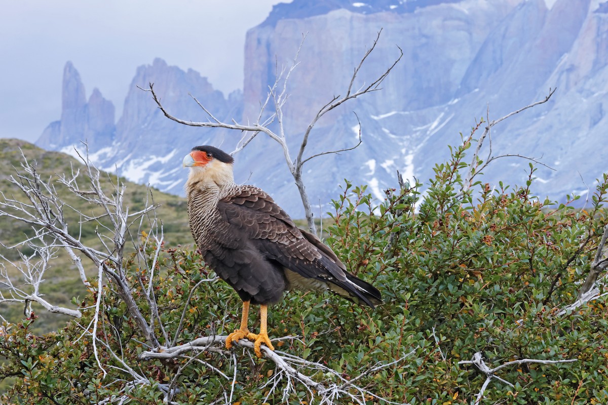 Crested Caracara (Southern) - ML617204667