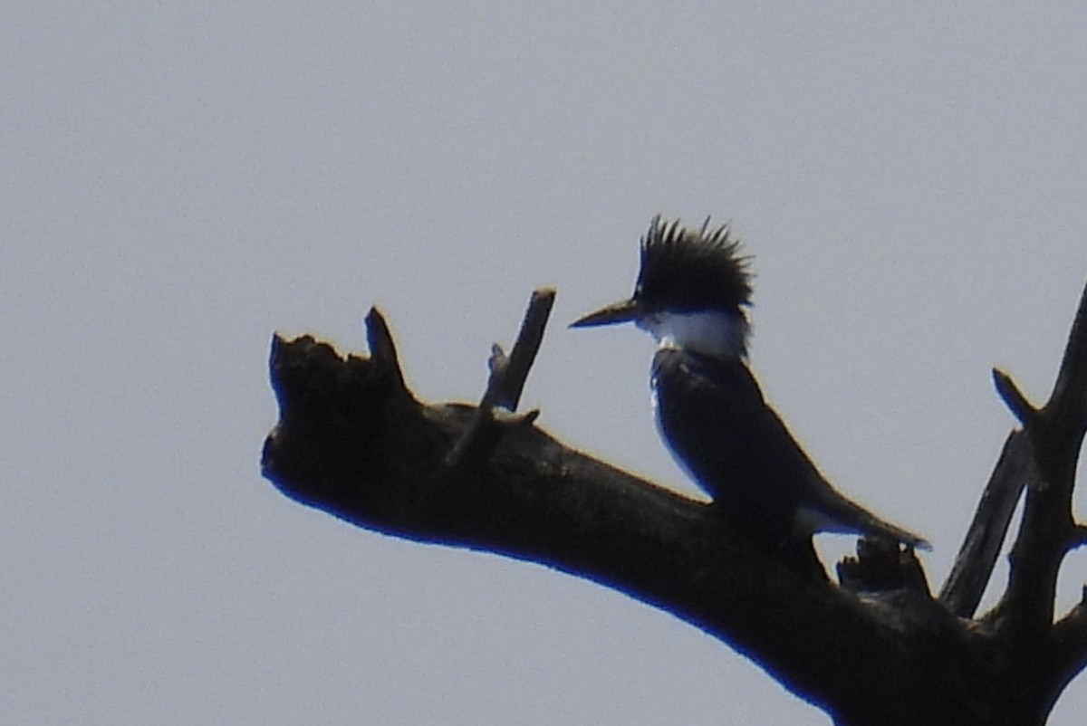 Belted Kingfisher - ML617204694