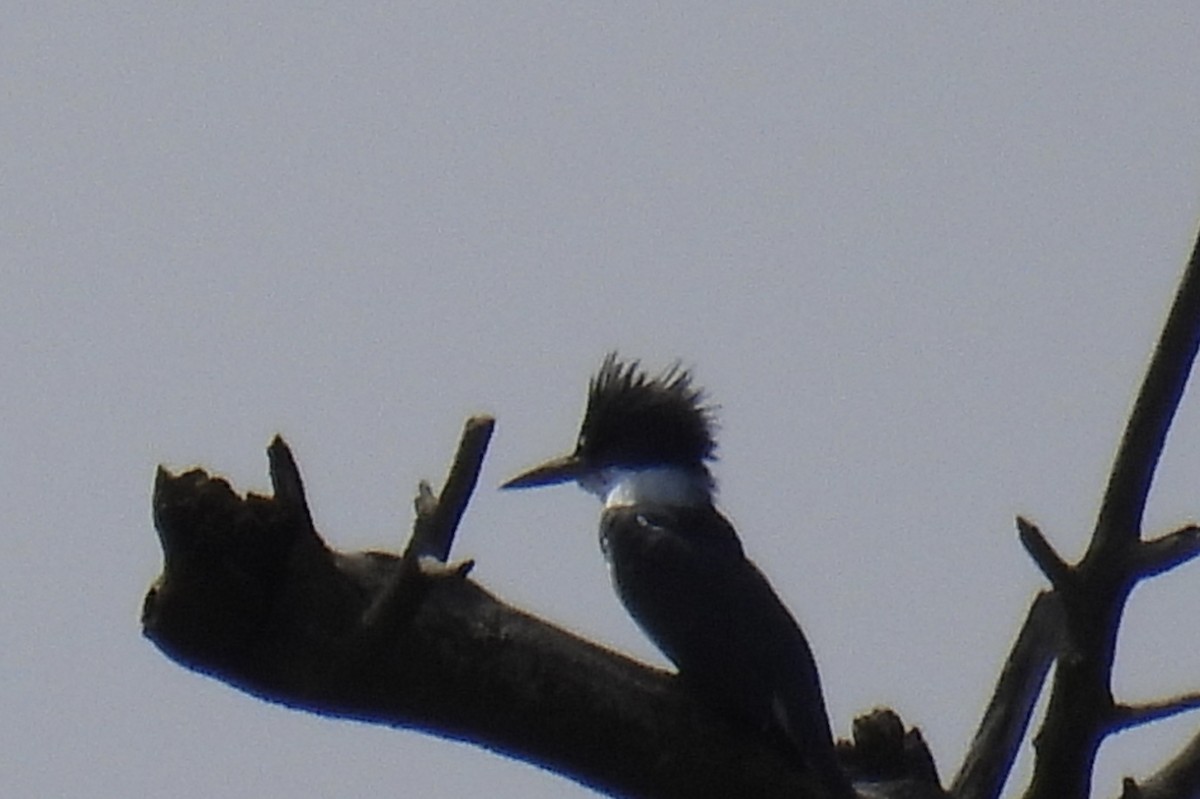 Belted Kingfisher - ML617204695