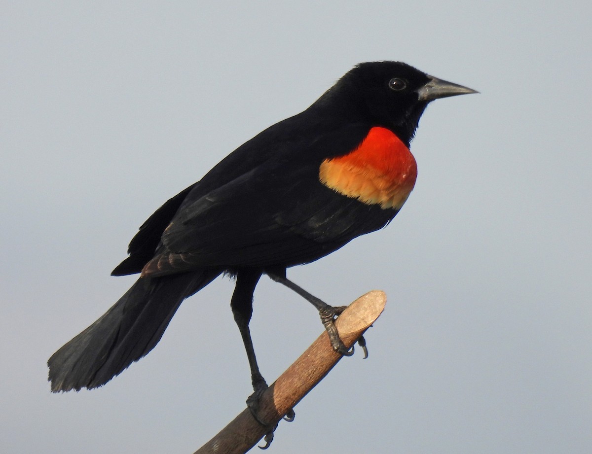 Red-winged Blackbird - ML617204764