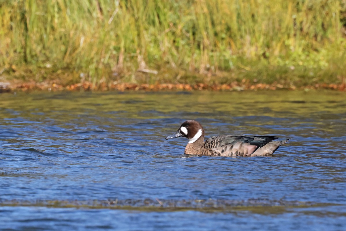 Spectacled Duck - ML617204780