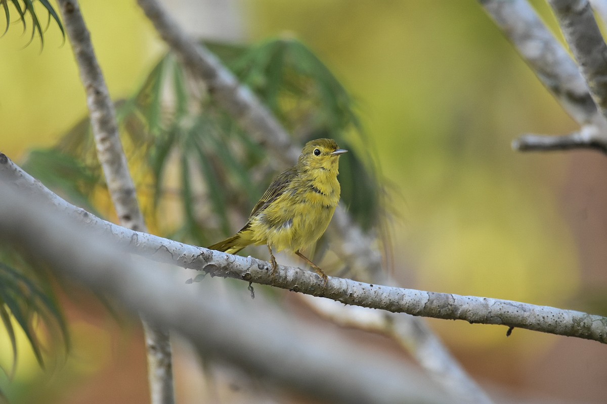 Yellow Warbler (Northern) - Jane Crawford