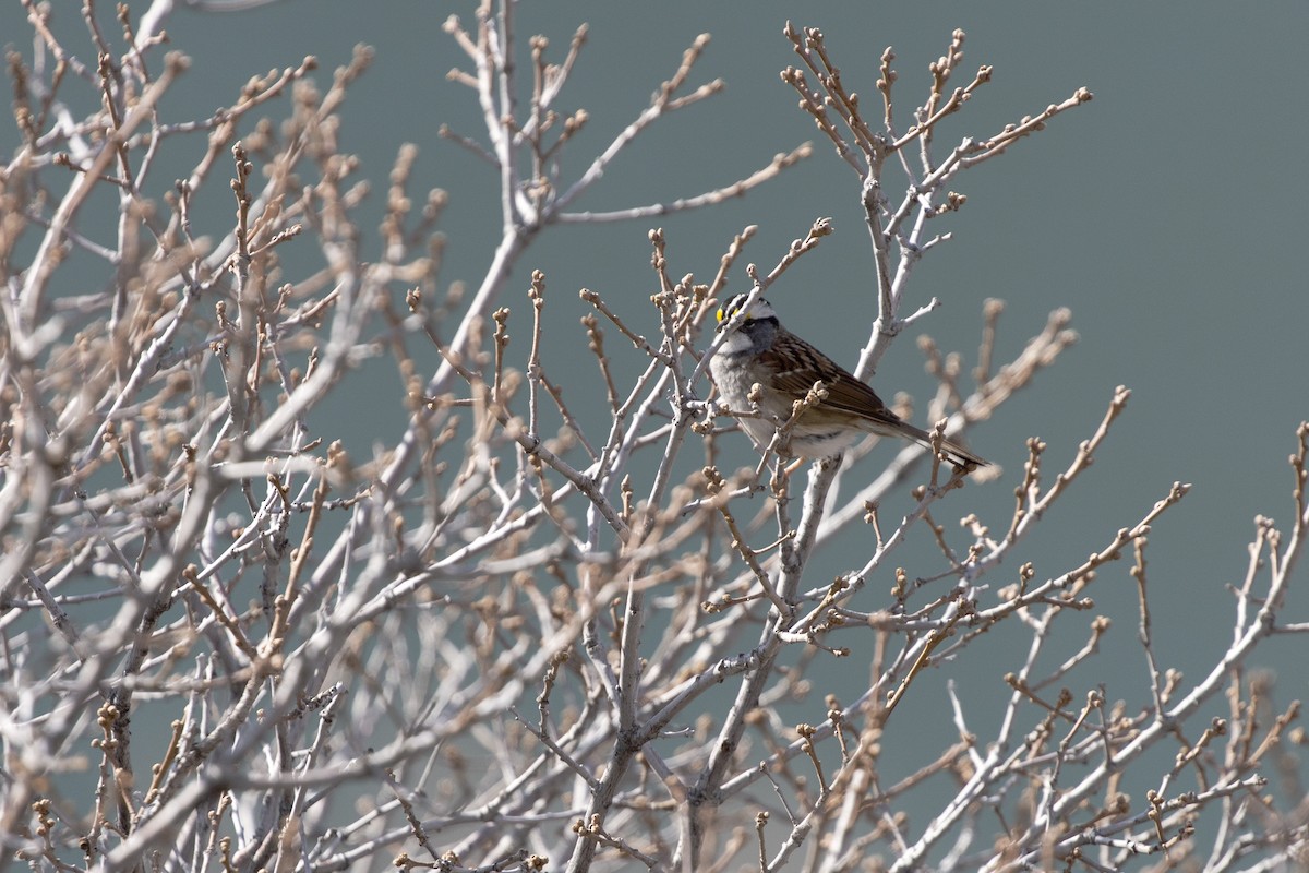 White-throated Sparrow - Eugene Huryn