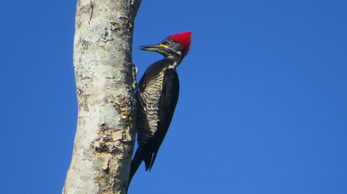 Lineated Woodpecker - Francisco González Táboas