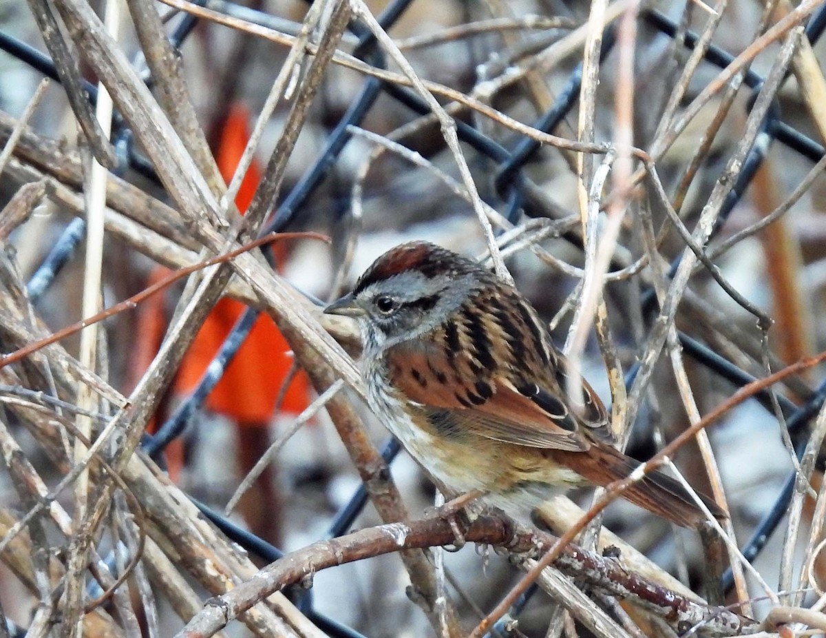Swamp Sparrow - ML617205252