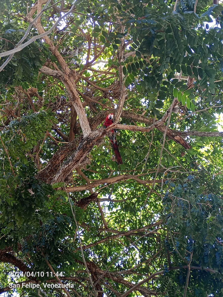 Red-and-green Macaw - Carlos Eduardo Maldonado Amaya