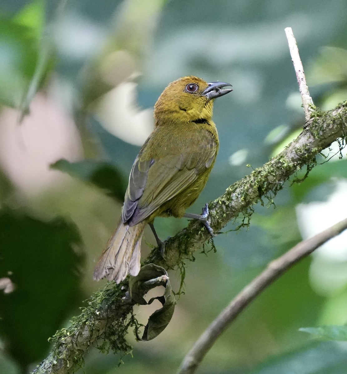 Red-throated Ant-Tanager - Taylor Abbott