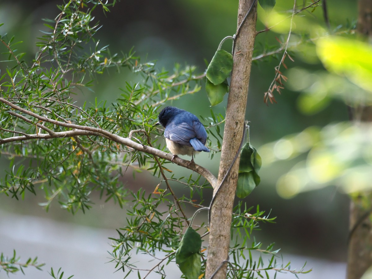 Tickell's Blue Flycatcher - Dr.Krishna kumar. V