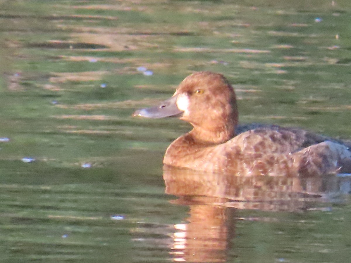 Greater Scaup - ML617205567