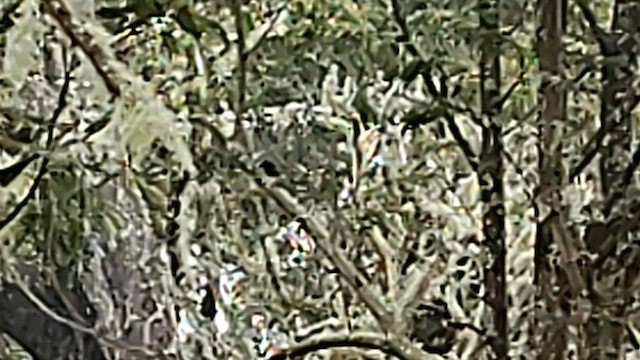 Hawaii-Sichelkleidervogel - ML617205622
