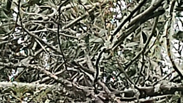Hawaii-Sichelkleidervogel - ML617205661