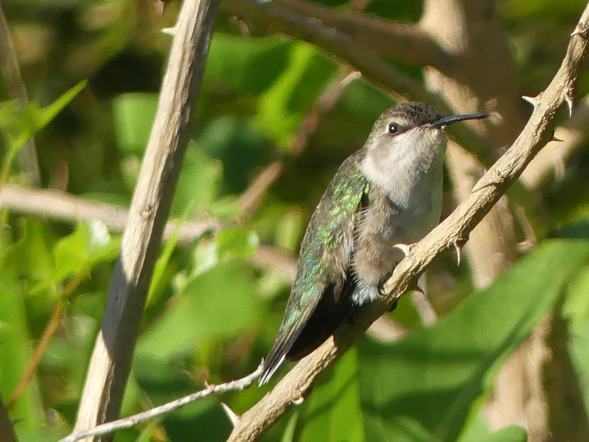 Black-chinned Hummingbird - ML617205712
