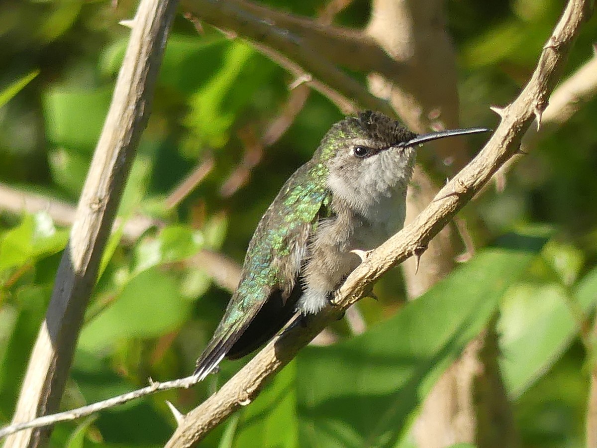 Black-chinned Hummingbird - Rachel DiPietro
