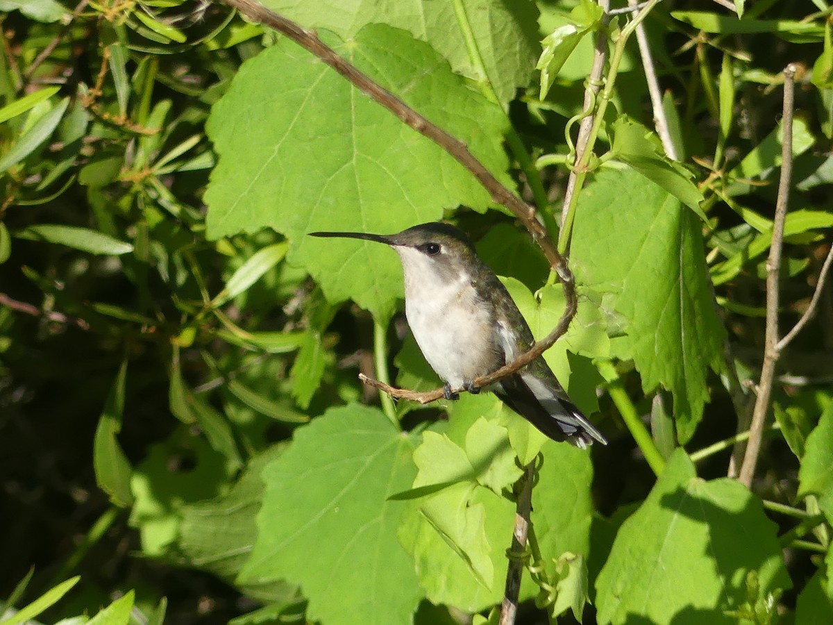 Black-chinned Hummingbird - ML617205715